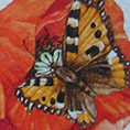Acquarelli Farfalla 2